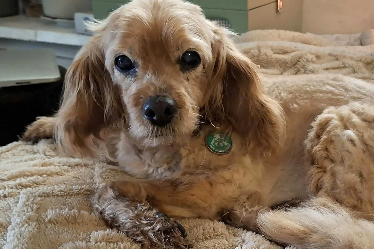 Senior cocker spaniel resting on a blanket, wearing a green Pet AWOL tag on its collar.